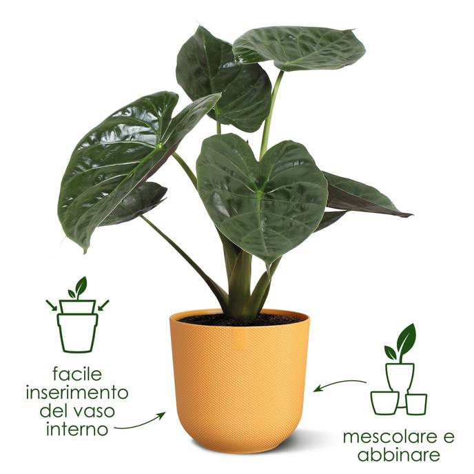 jazz round 14cm giallo ambra